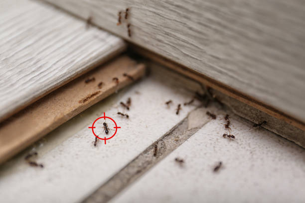 Best Insect Control  in Flora, IN