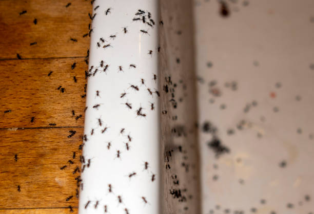 Flea Control Services in Flora, IN